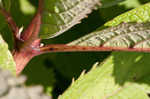 Coastal plain joe pye weed